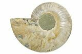 Cut & Polished Ammonite Fossil (Half) - Madagascar #347558-1